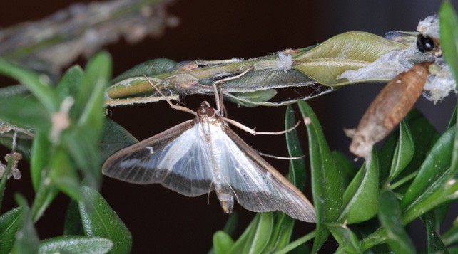 Papillon et Chrysalide de la Pyrale du buis