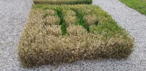 18/5/2019 Avant traitement et mise en place Tricholine