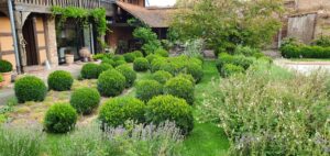 Photo CM. Jardin Alsacien avec 85 Buis prêts à être taillés.