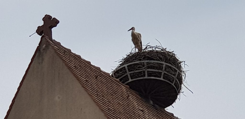 En ALSACE les cigognes sont de retour. Photo CM prise le 10 avril 2020 à RUELISHEIM (Haut Rhin)
