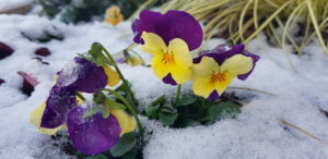 Viola Cornuta enneigées jan 21