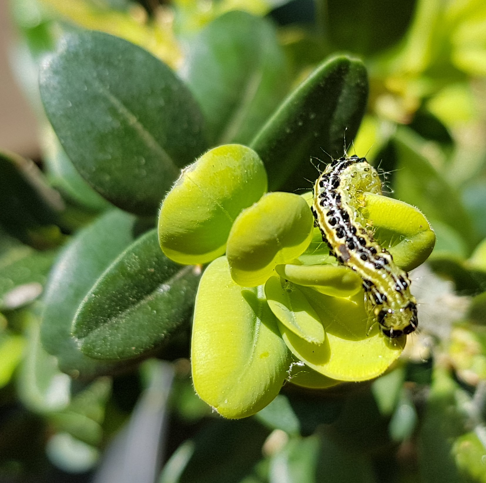 PDB sur jeune feuillage de buis 28 03 2020 STG Photo CM https://rruohbgifjuunrosaizd.supabase.co/storage/v1/object/public/medias/woo/PDB-sur-jeune-feuillage-28-03-2020-STG.jpg
