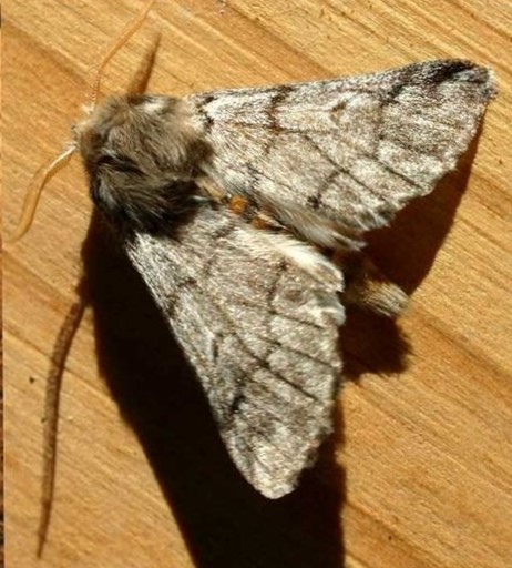 Papillon mâle de la Processionnaire du pin.