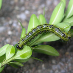 chenille de la pyrale du buis