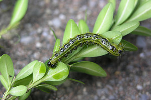 chenille de la pyrale du buis