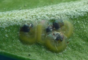 P1040767