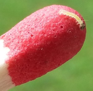 P1040812